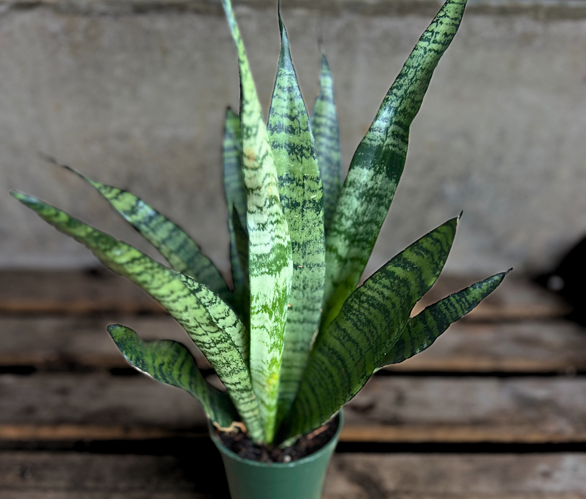 Green Snake Plant (Sansevieria) – 4" Potted Houseplant