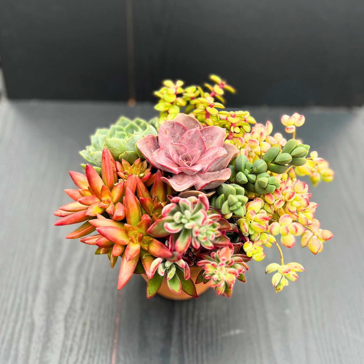 Premium Rainbow Succulent Arrangement