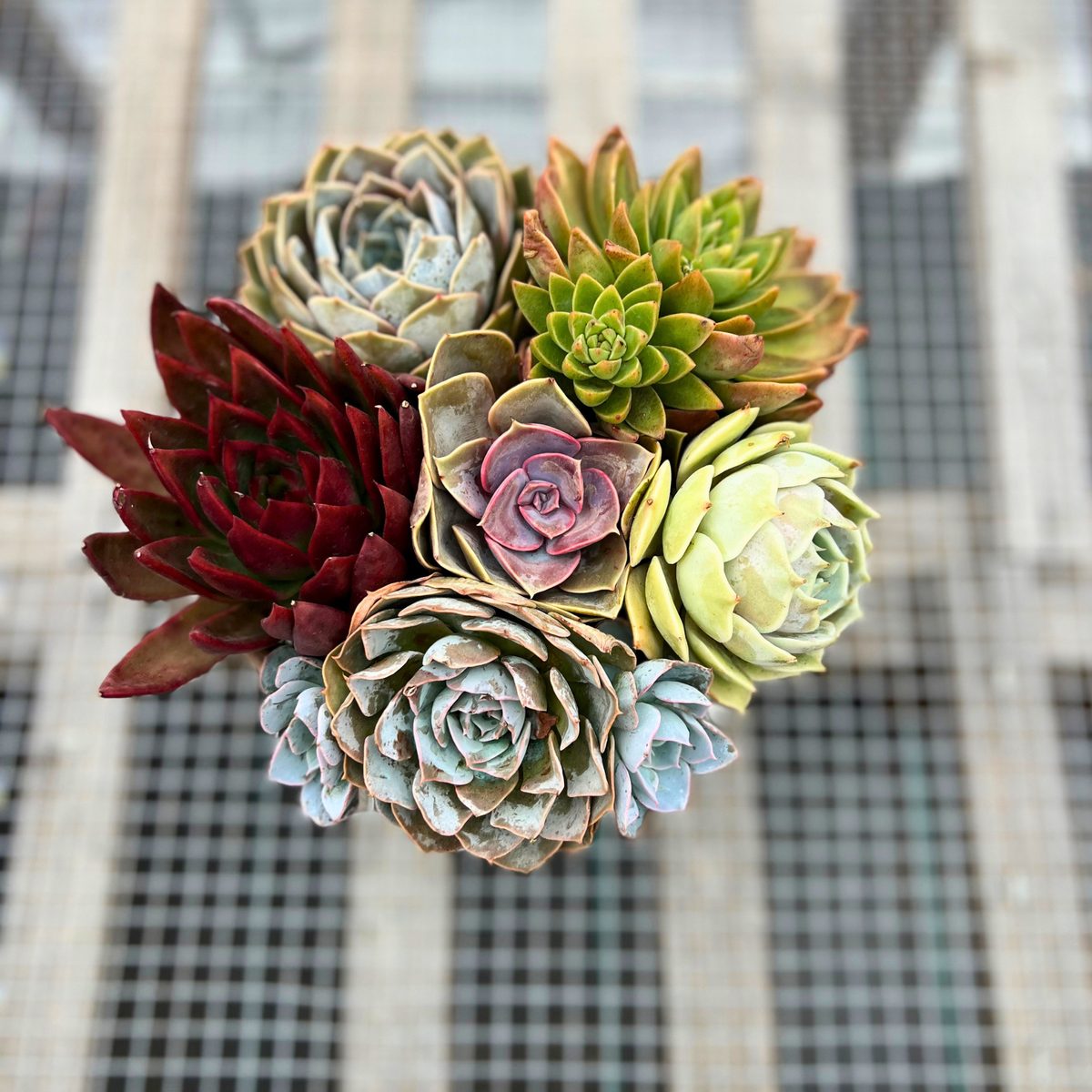 Premium Rainbow Succulent Arrangement
