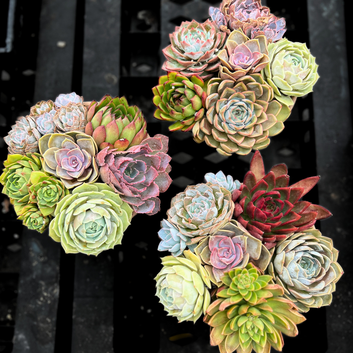 Premium Rainbow Succulent Arrangement