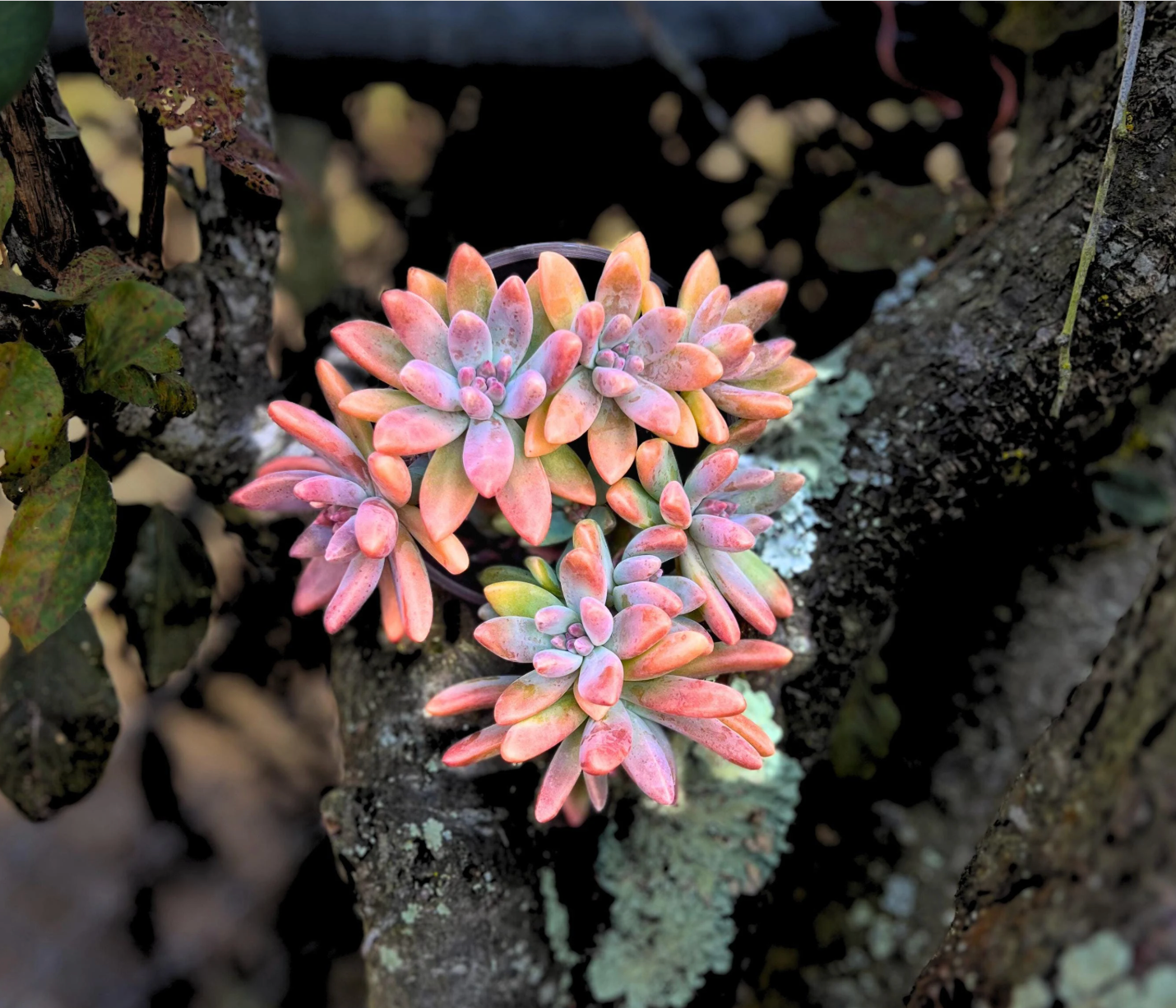 Stunning Blue Pearl Graptoveria Succulent
