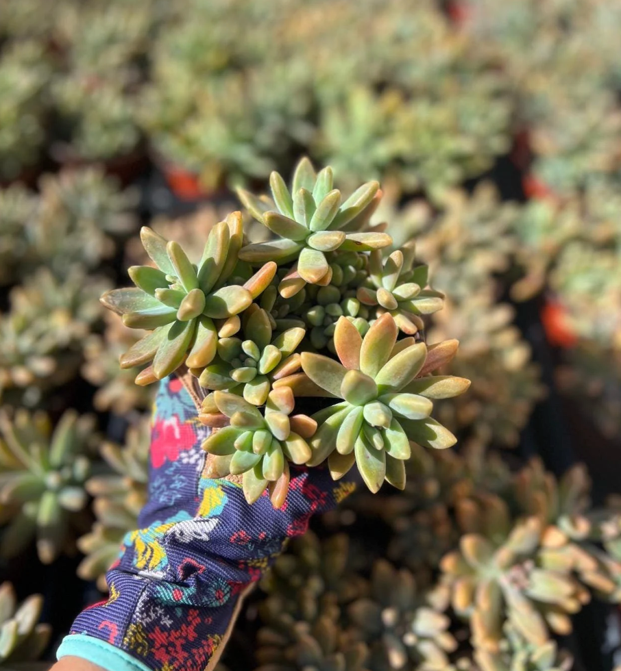 Stunning Blue Pearl Graptoveria Succulent