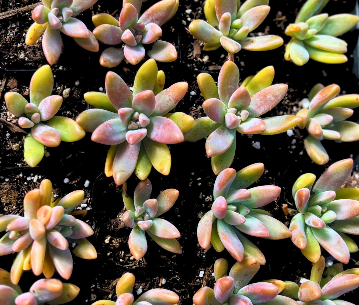 Stunning Blue Pearl Graptoveria Succulent
