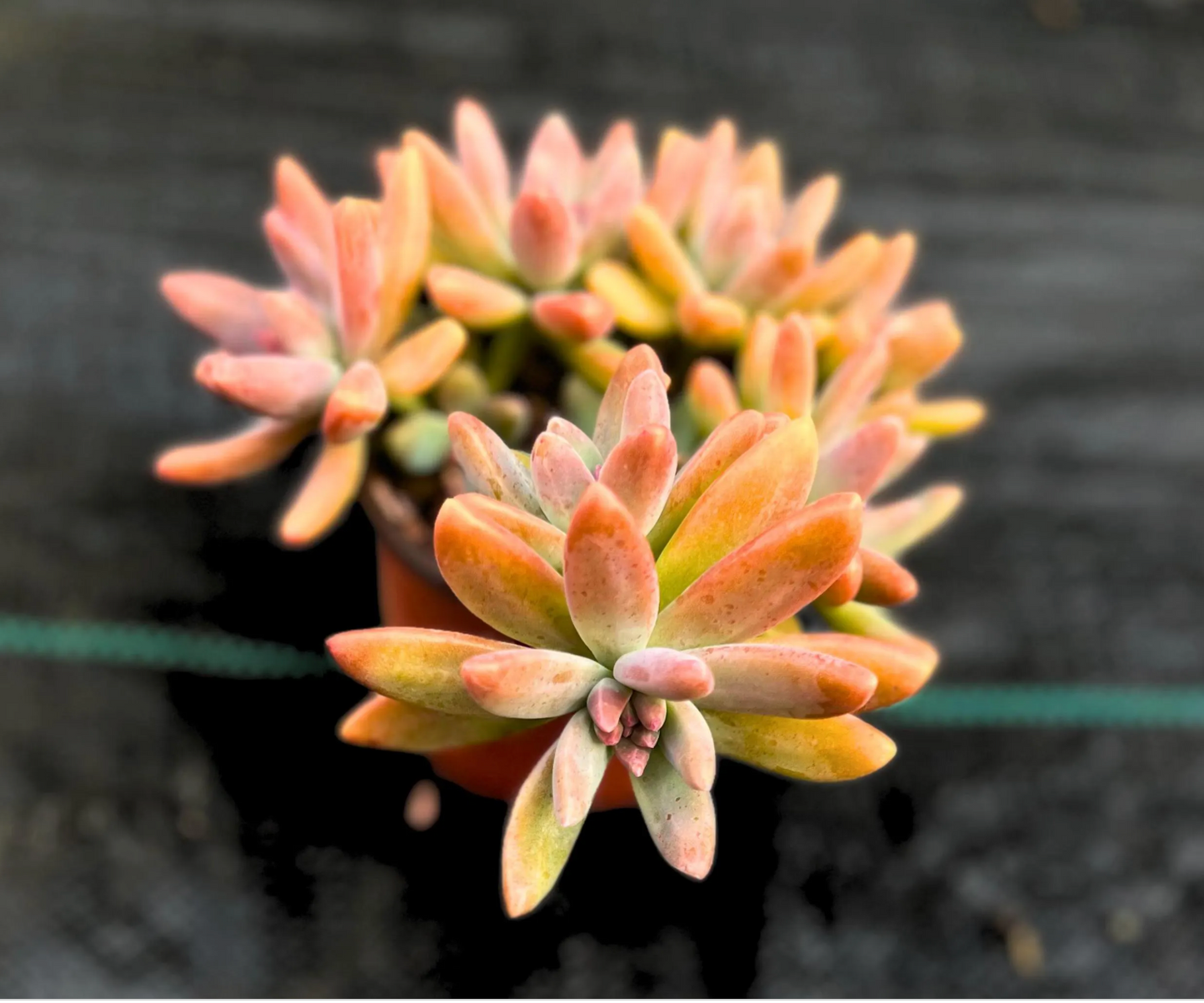 Stunning Blue Pearl Graptoveria Succulent