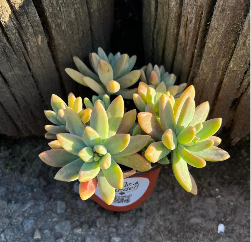 Stunning Blue Pearl Graptoveria Succulent