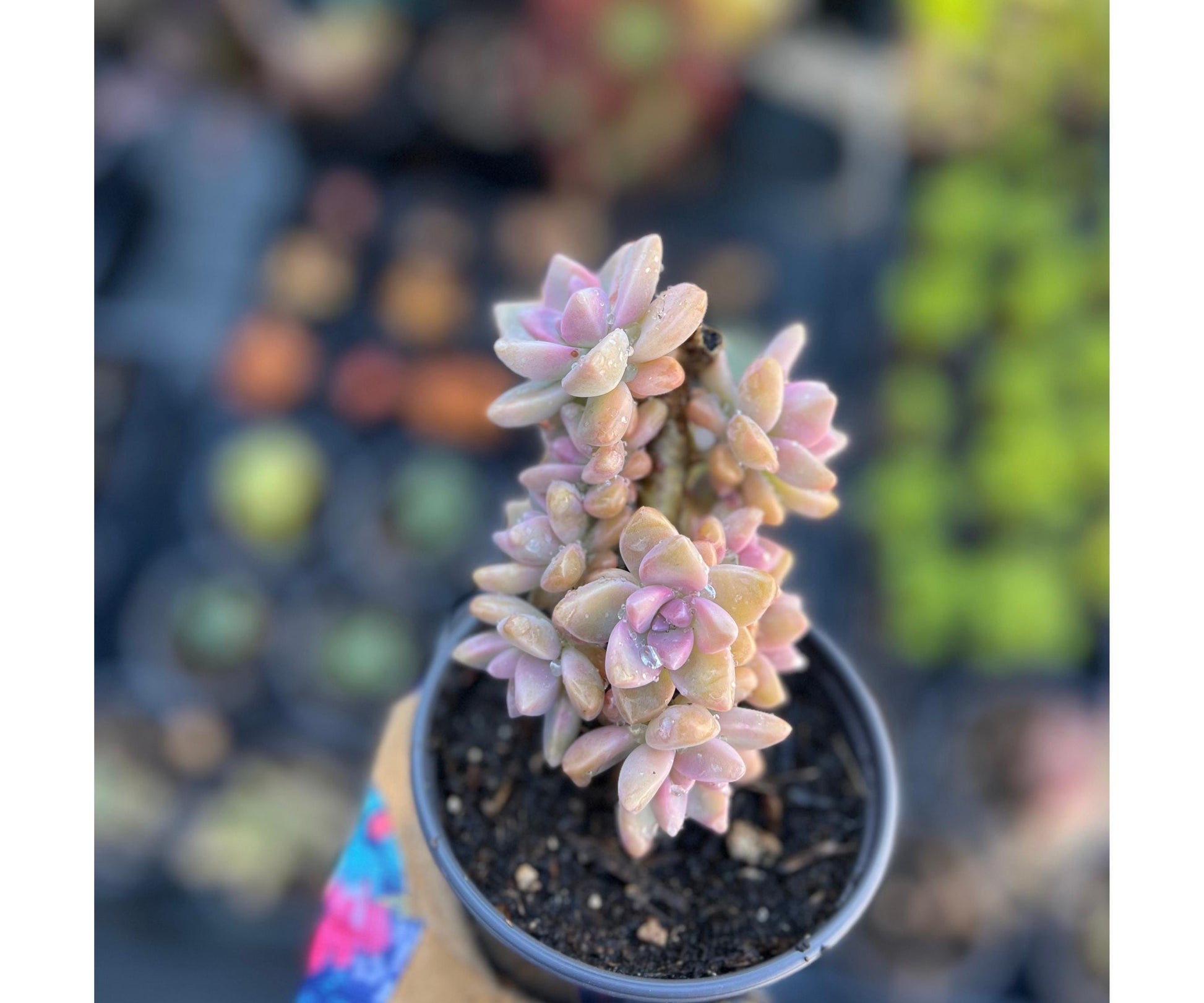 ghost succulent for sale Elegant Graptopetalum 'Ghost Plant' – Little Garden SF