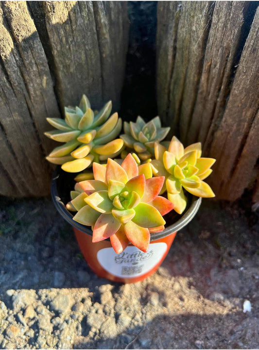 Graptosedum California Sunset Succulent