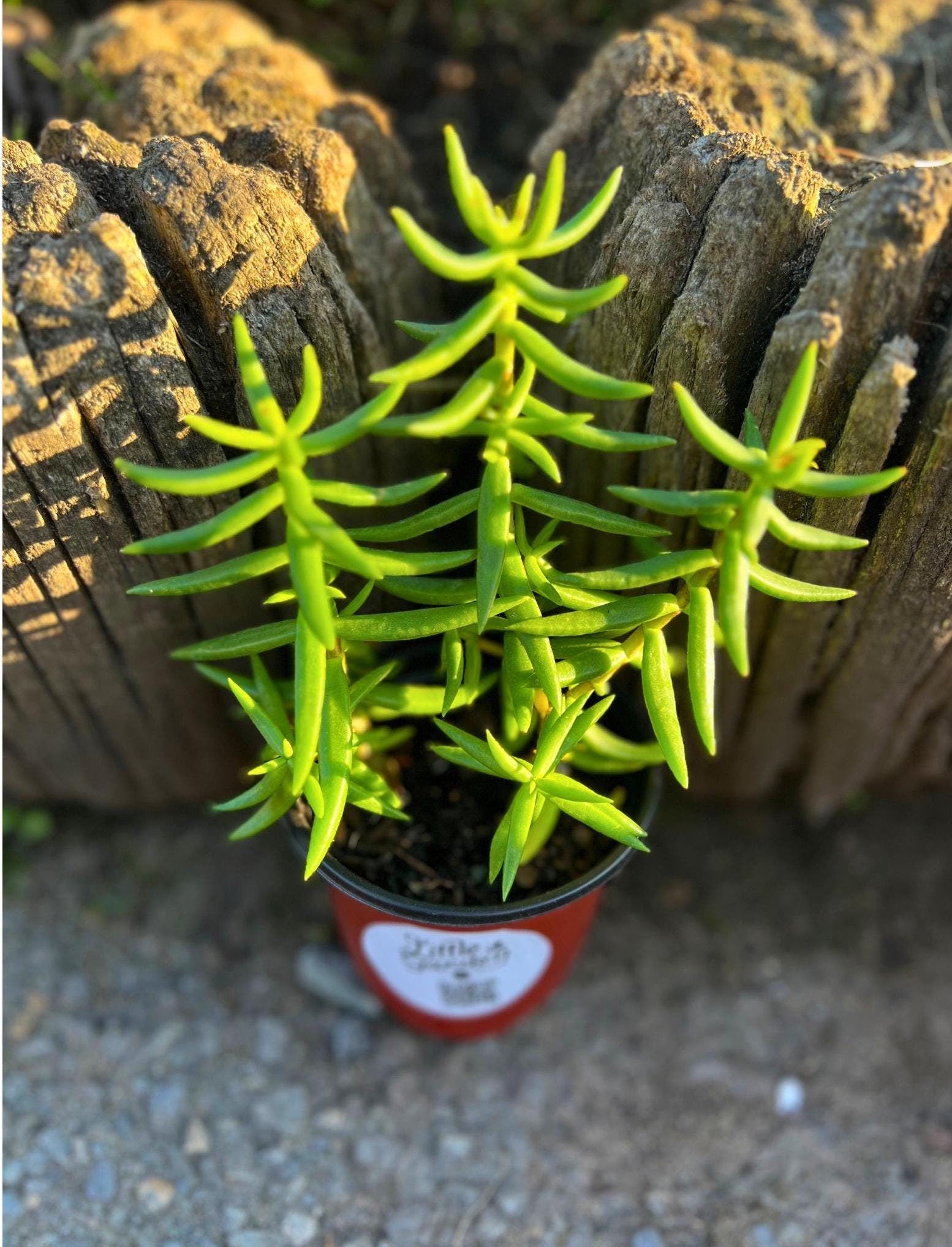 mini pine tree succulent care Mini Pine Tree Plant Crassula Tetragona