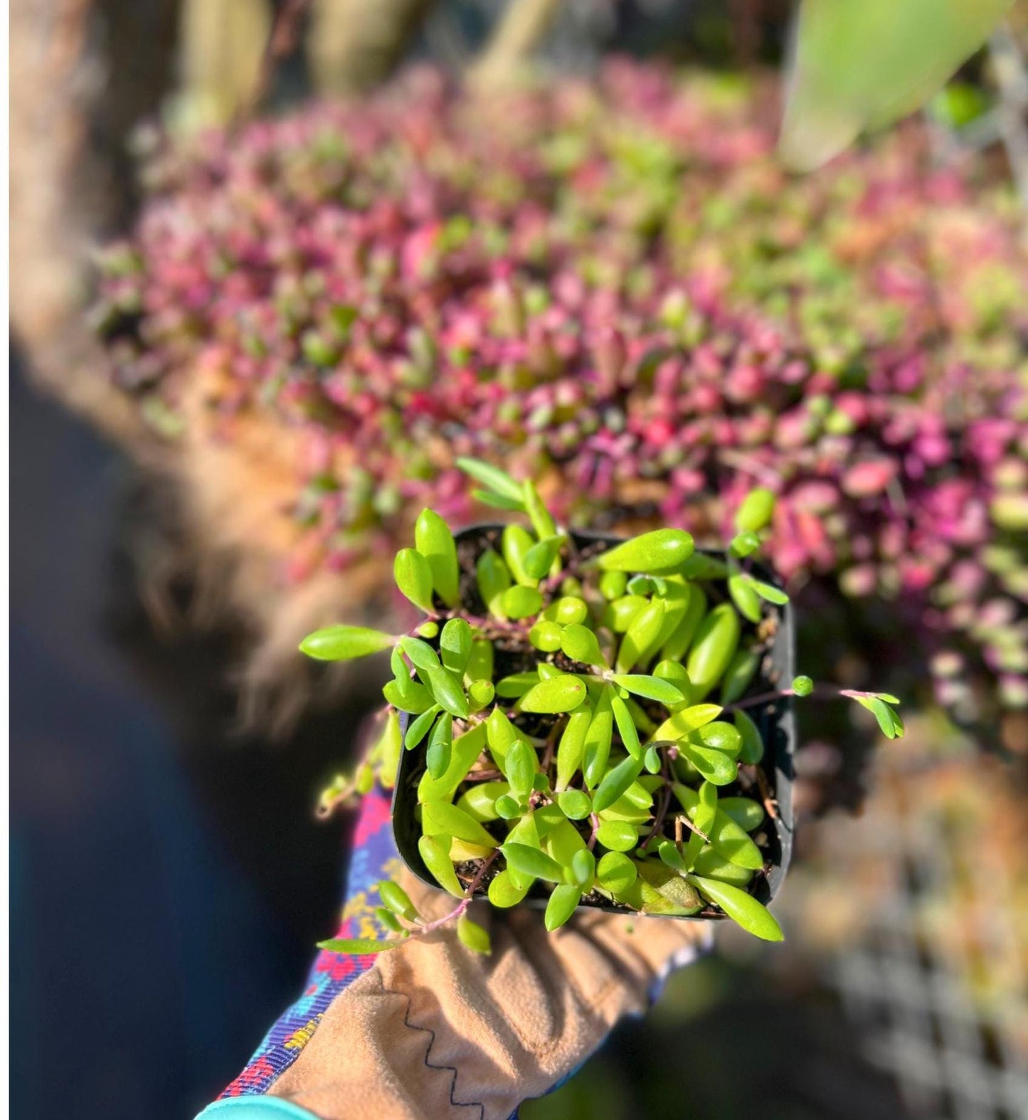 Ruby Necklace Succulent