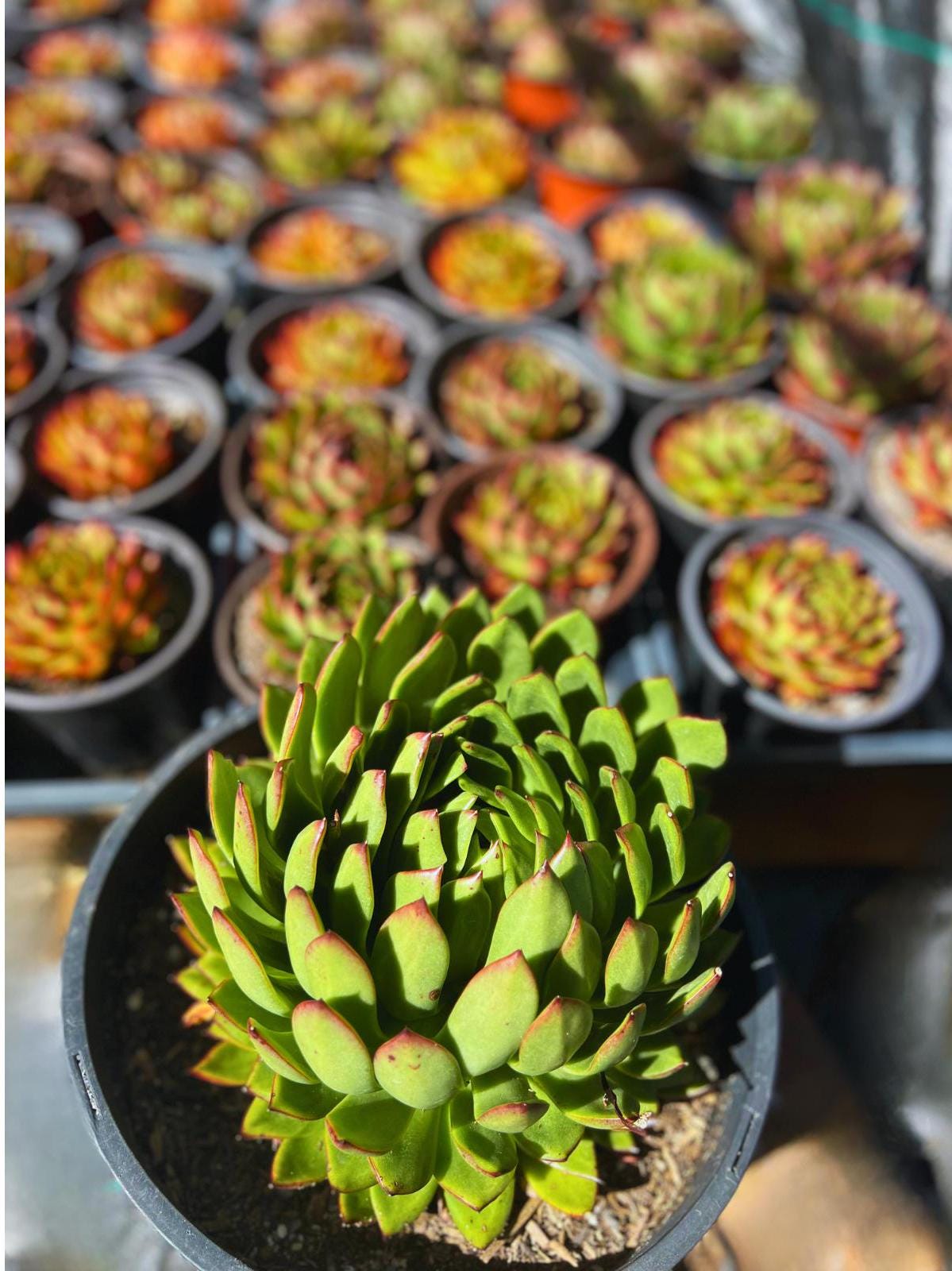lip plant succulent Echeveria Lipstick Plant – Little Garden SF