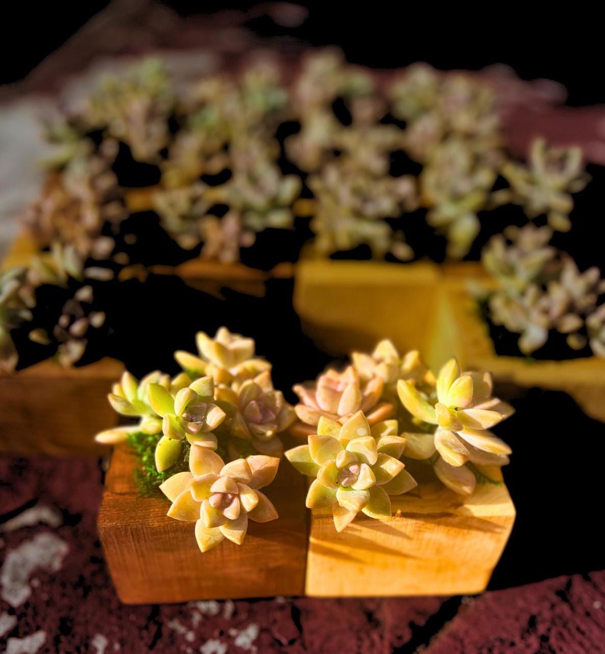 Rare Succulent Ghost Plant Holder