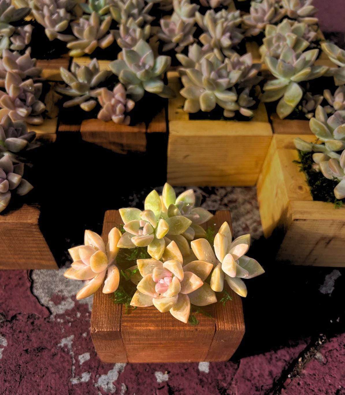 Rare Succulent Ghost Plant Holder