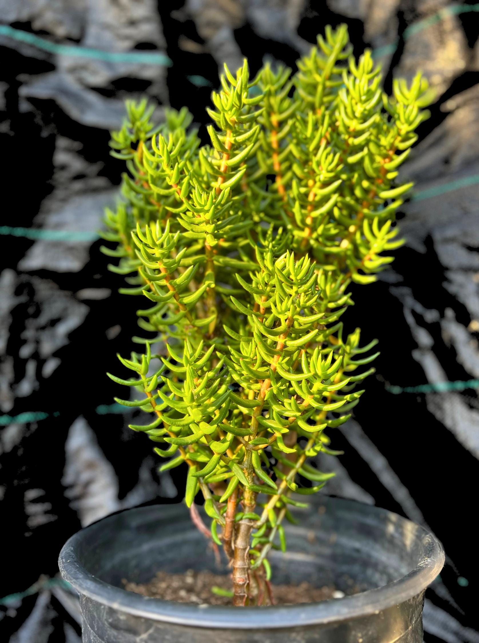 succulent miniature pine tree Mini Pine Tree Plant Crassula Tetragona