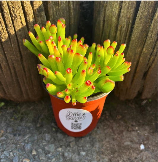 Crassula Ovata Gollum Jade 'Shrek Ears' Plant