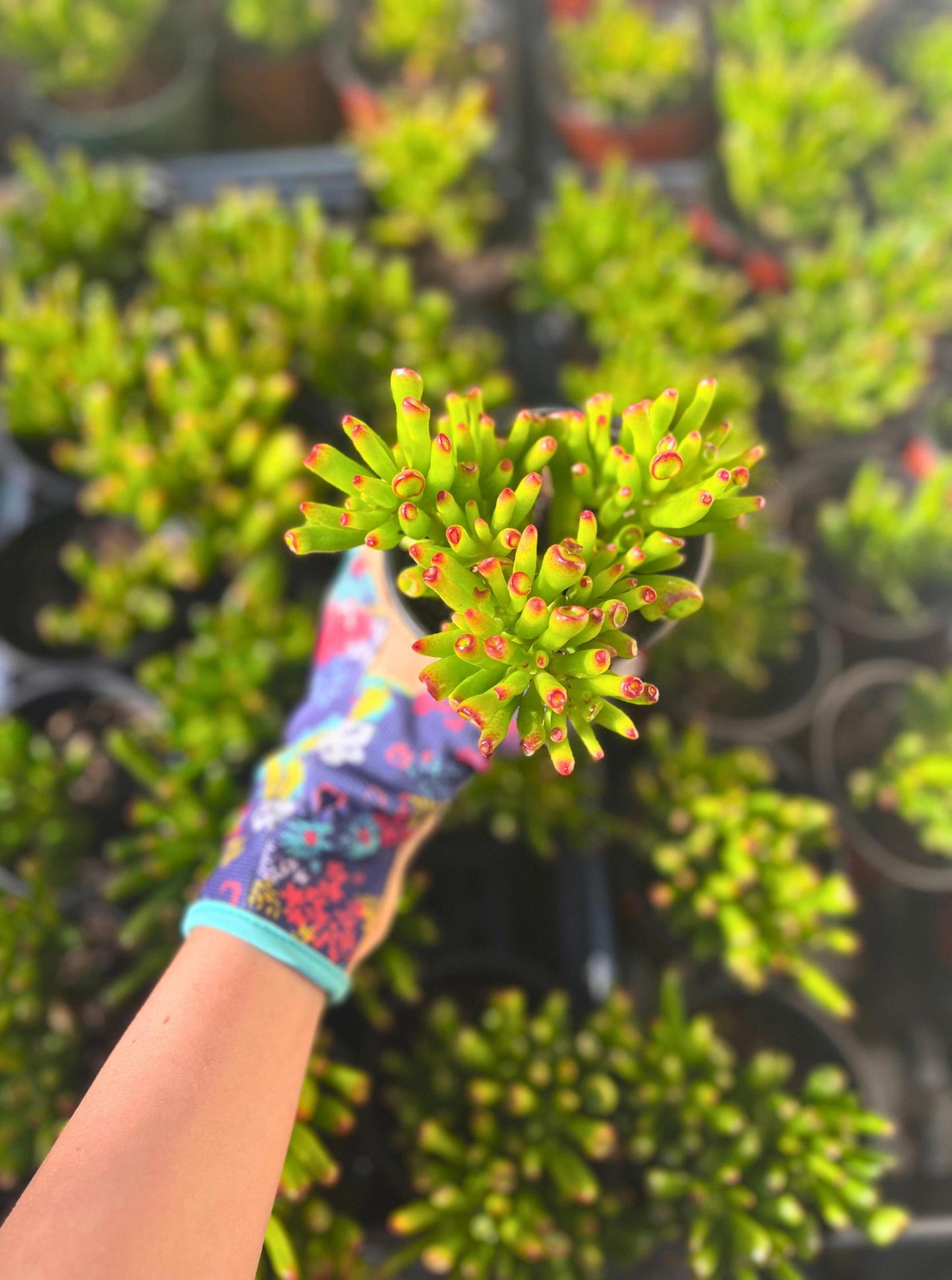 Crassula Ovata Gollum Jade 'Shrek Ears' Plant