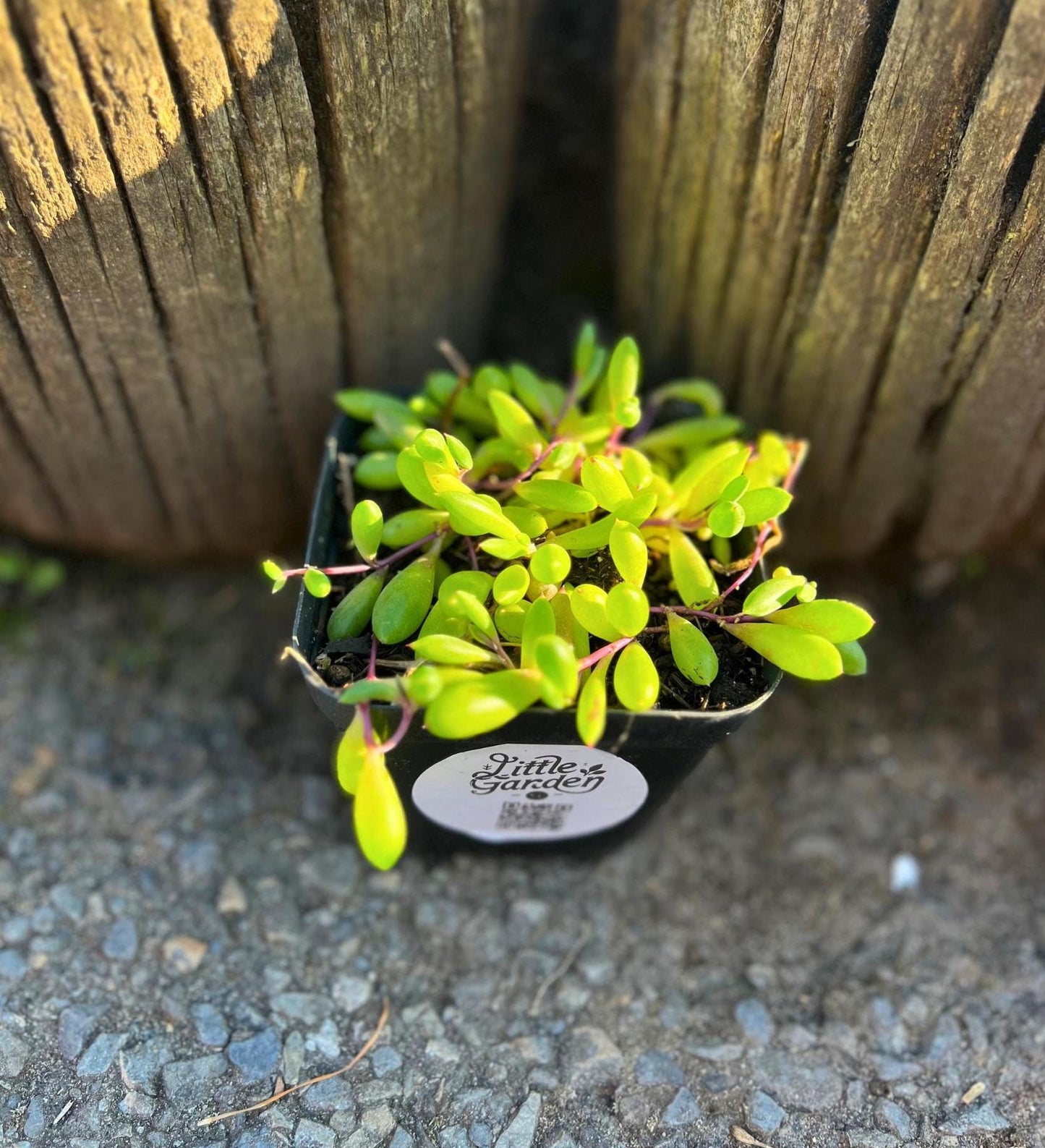 Ruby Necklace Succulent