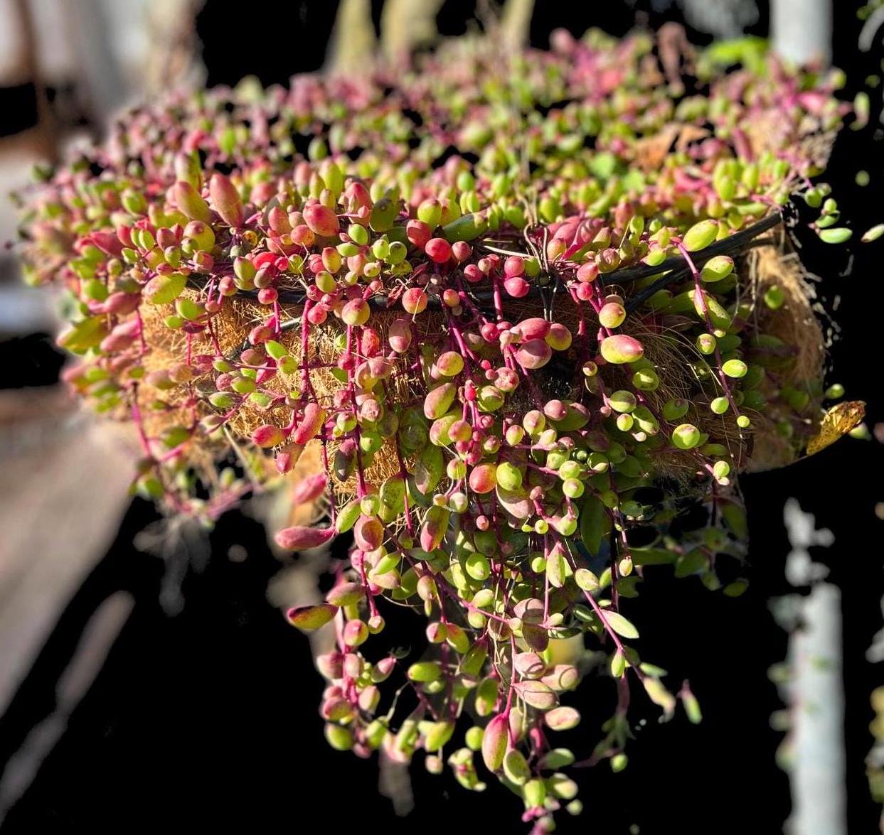 Ruby Necklace Succulent
