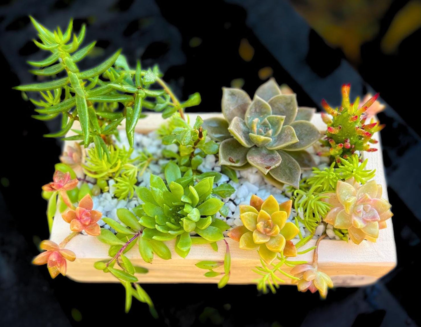 Live Succulent Display in Rustic Wood Planter