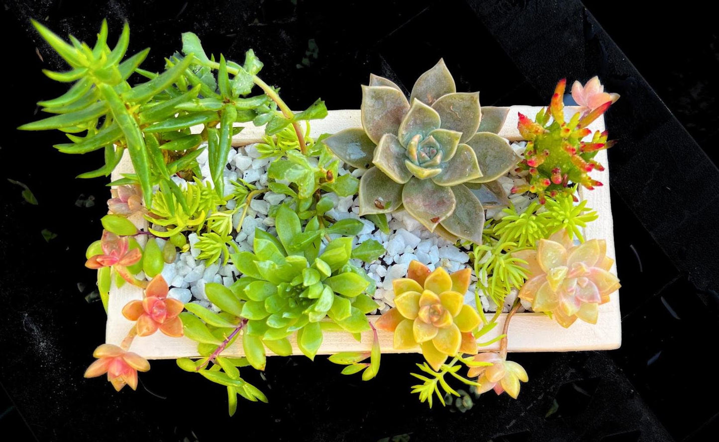 Live Succulent Display in Rustic Wood Planter