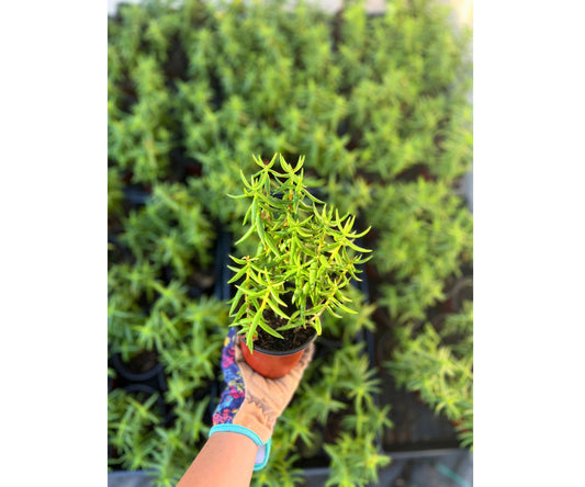 Mini Pine Tree Plant Crassula Tetragona