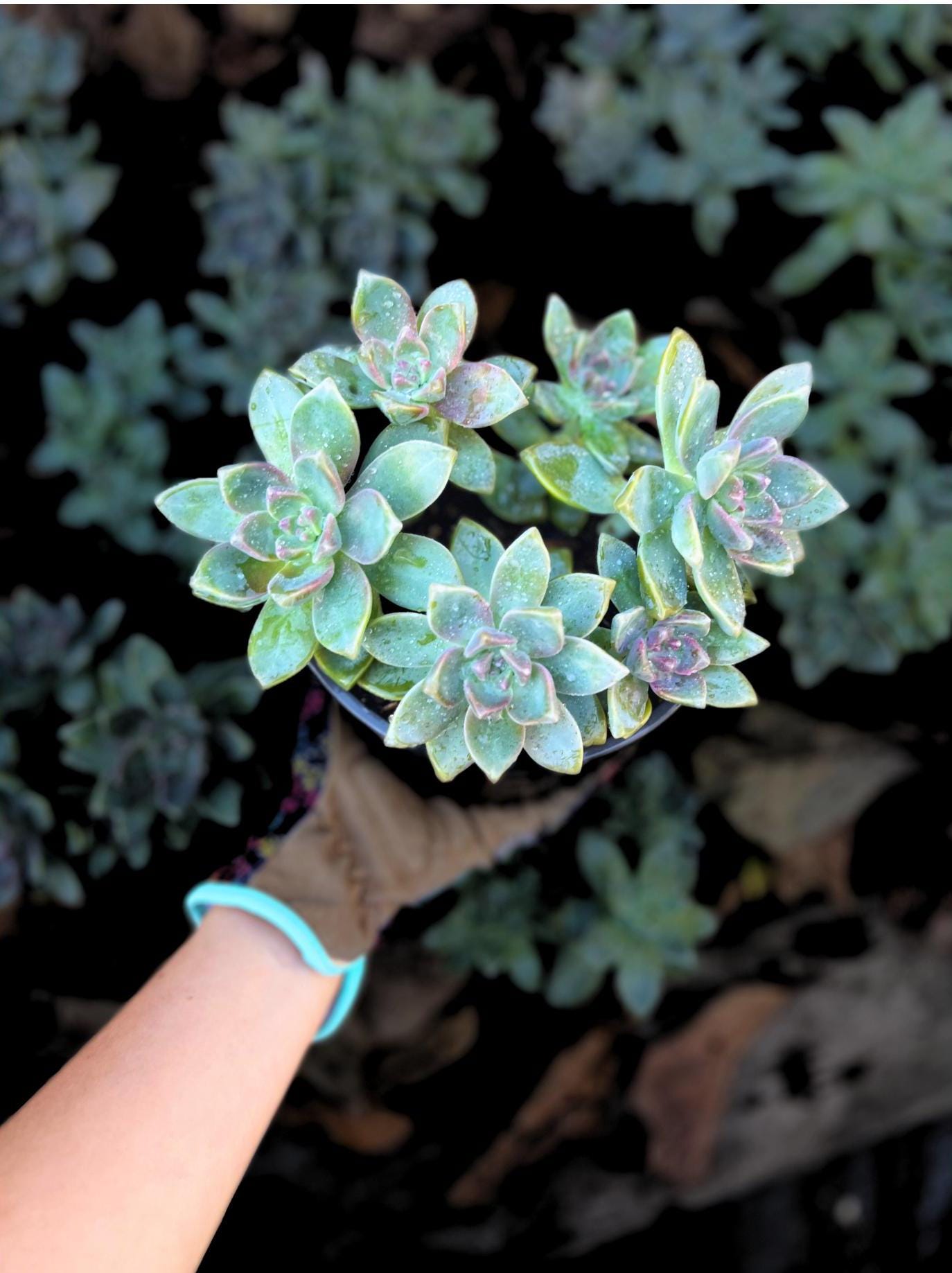 ghosty succulent vs ghost plant Graptopetalum Paraguayense Blue Haze Ghost Plant