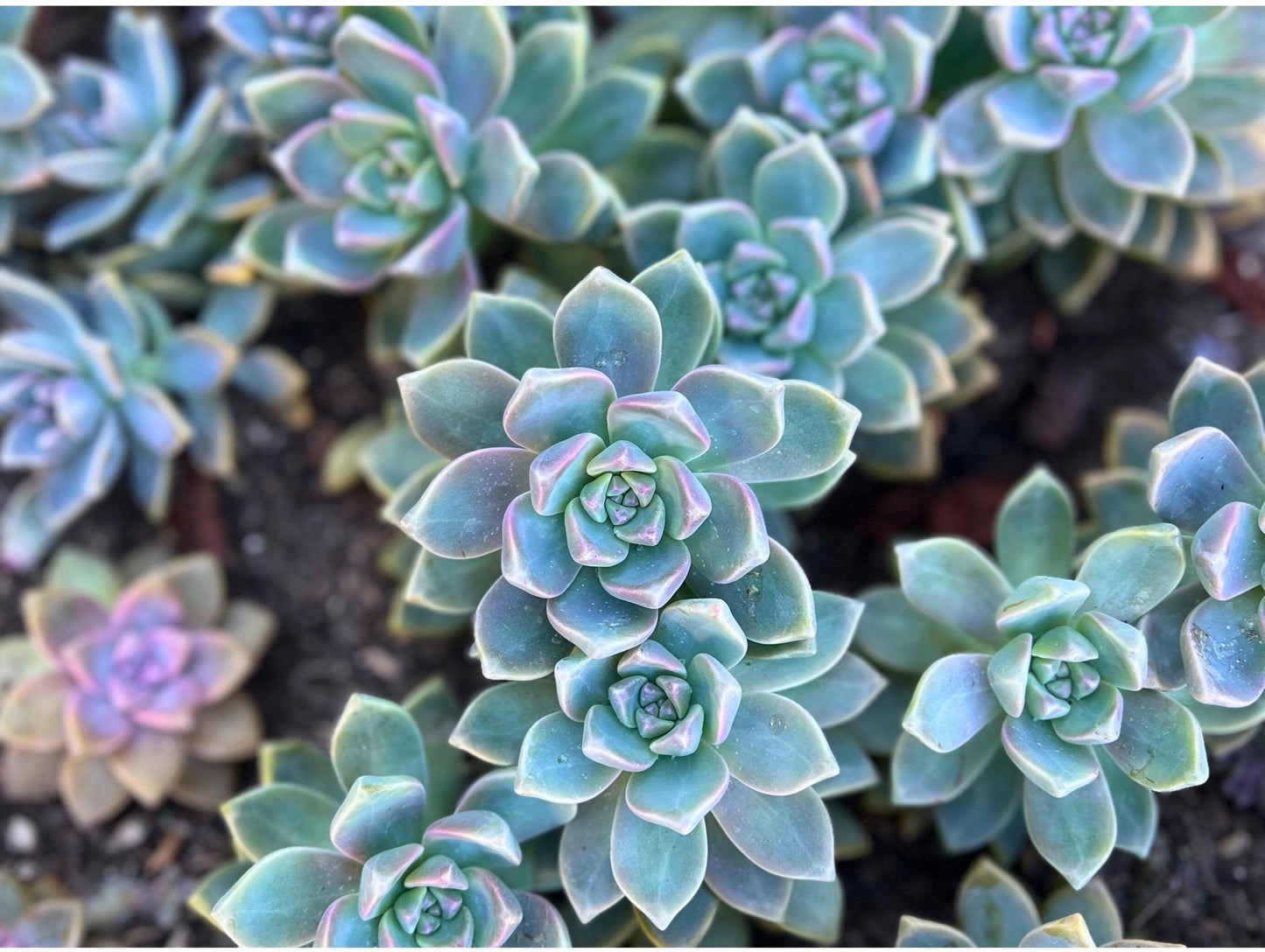 Graptopetalum Paraguayense Blue Haze Ghost Plant