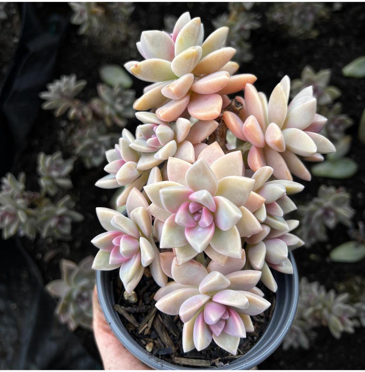 Elegant Graptopetalum 'Ghost Plant'