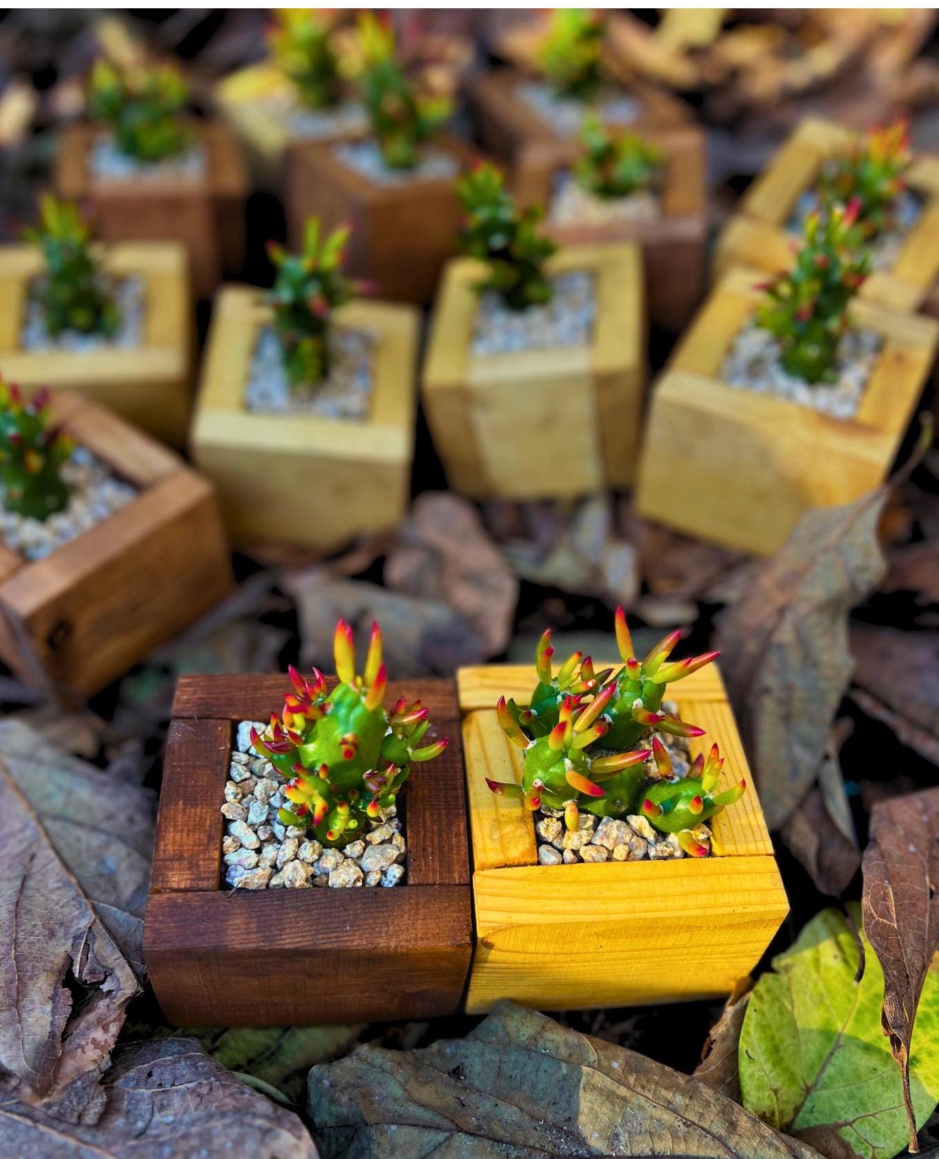 Eve's Needle Cactus in Handmade Wood Planter
