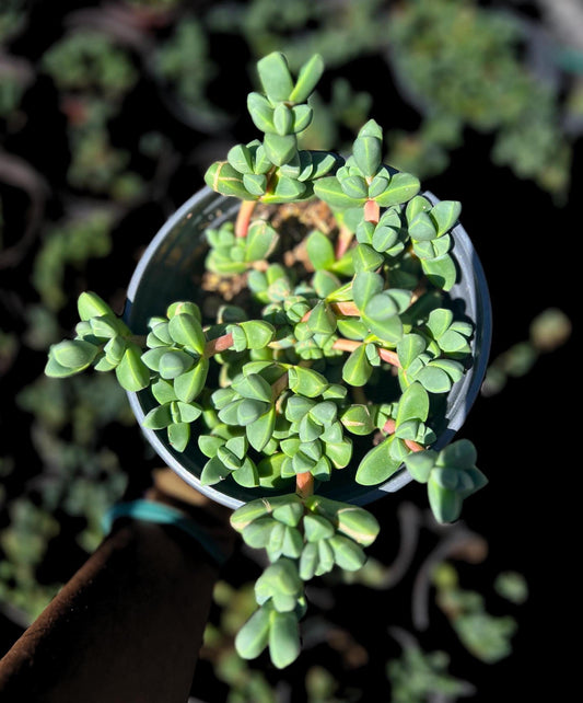 Corpuscularia lehmannii Ice Plant