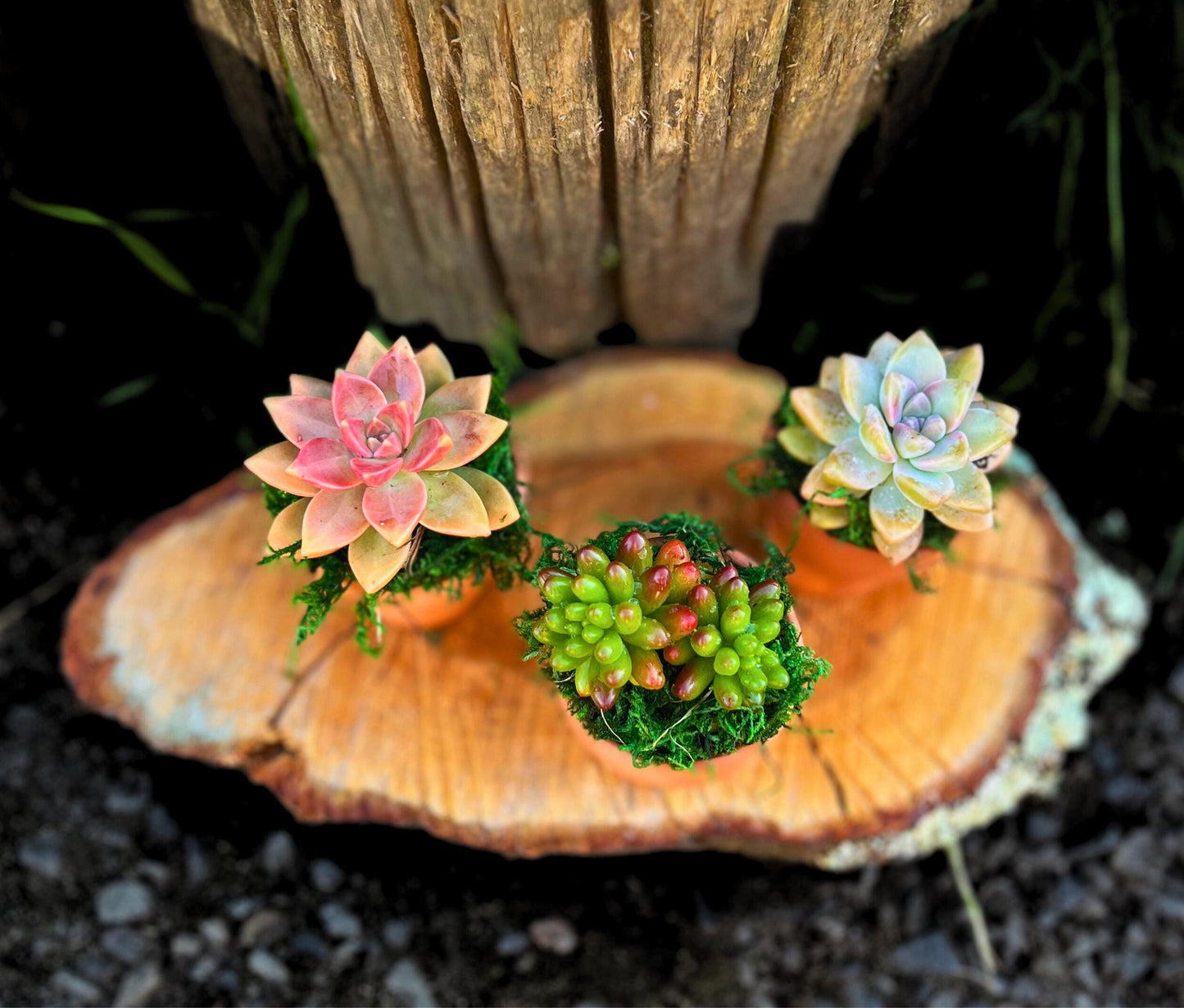 Cute Succulent Gift Box Live Succulents