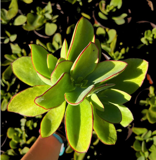 'Pig's Ear' Live Succulent