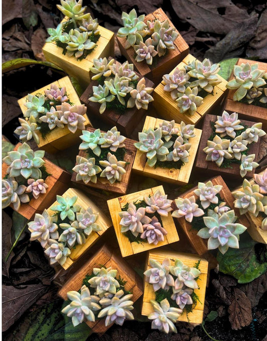 Rare Succulent Ghost Plant Holder