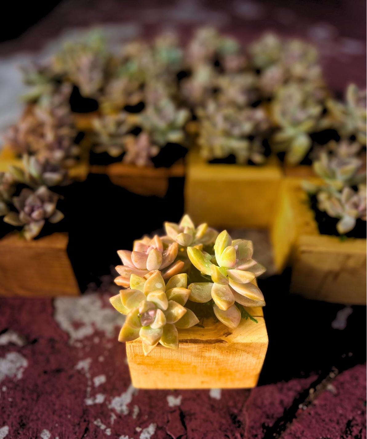 Rare Succulent Ghost Plant Holder