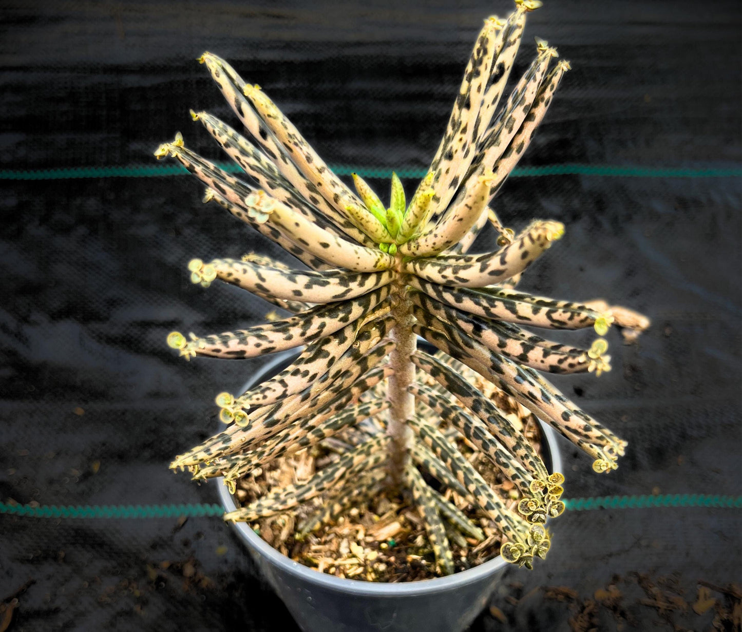 Chandelier Plant - Kalanchoes Tubiflora Delagoensis Succulent Mother of Thousands Mother of Millions Maternity Plant Bryophyllum Tubiflorum