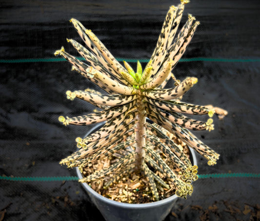 Chandelier Plant - Kalanchoes Tubiflora Delagoensis Succulent Mother of Thousands Mother of Millions Maternity Plant Bryophyllum Tubiflorum