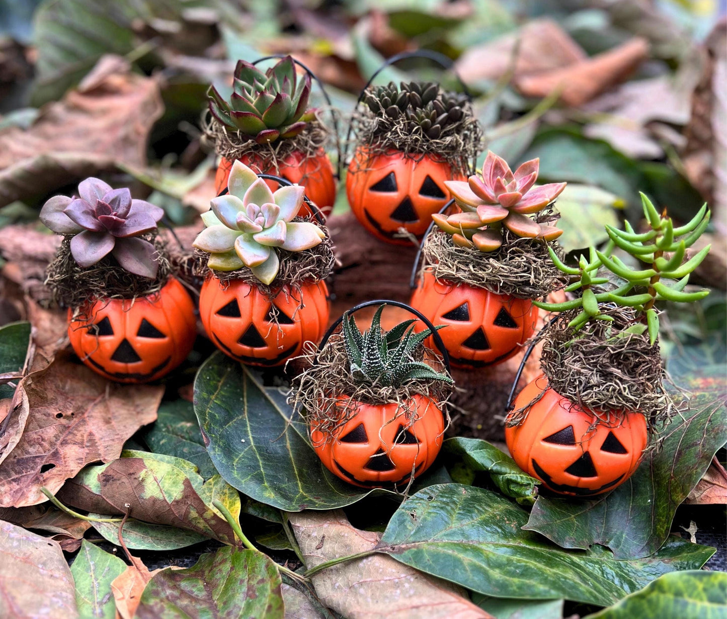 Cute Miniature Unique Seasonal Halloween Plants