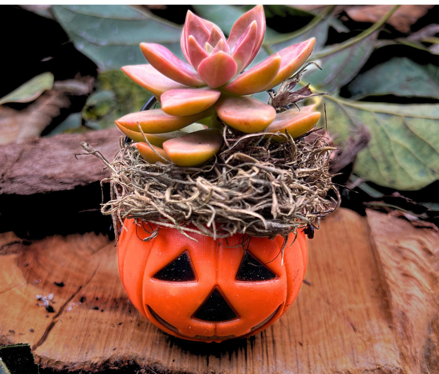 Cute Miniature Unique Seasonal Halloween Plants