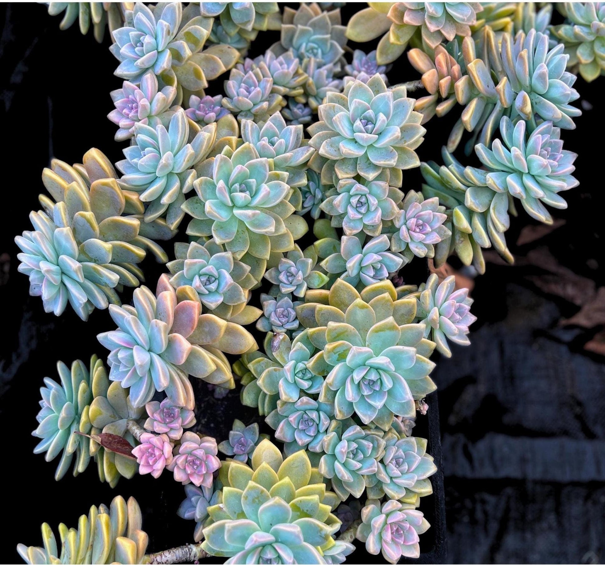 blue purple succulent Graptopetalum Paraguayense Blue Haze Ghost Plant – Little Garden SF