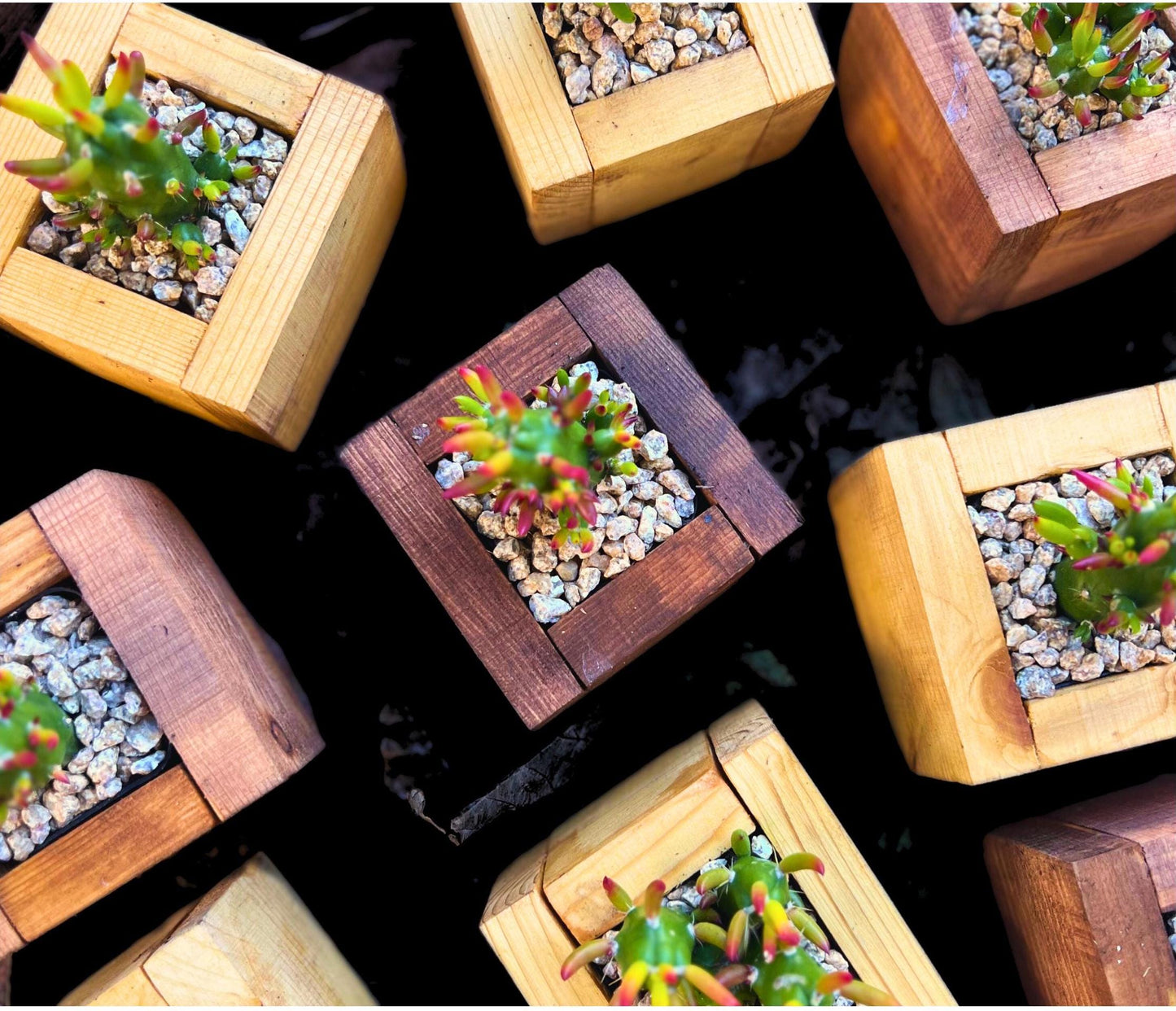 Eve's Needle Cactus in Handmade Wood Planter