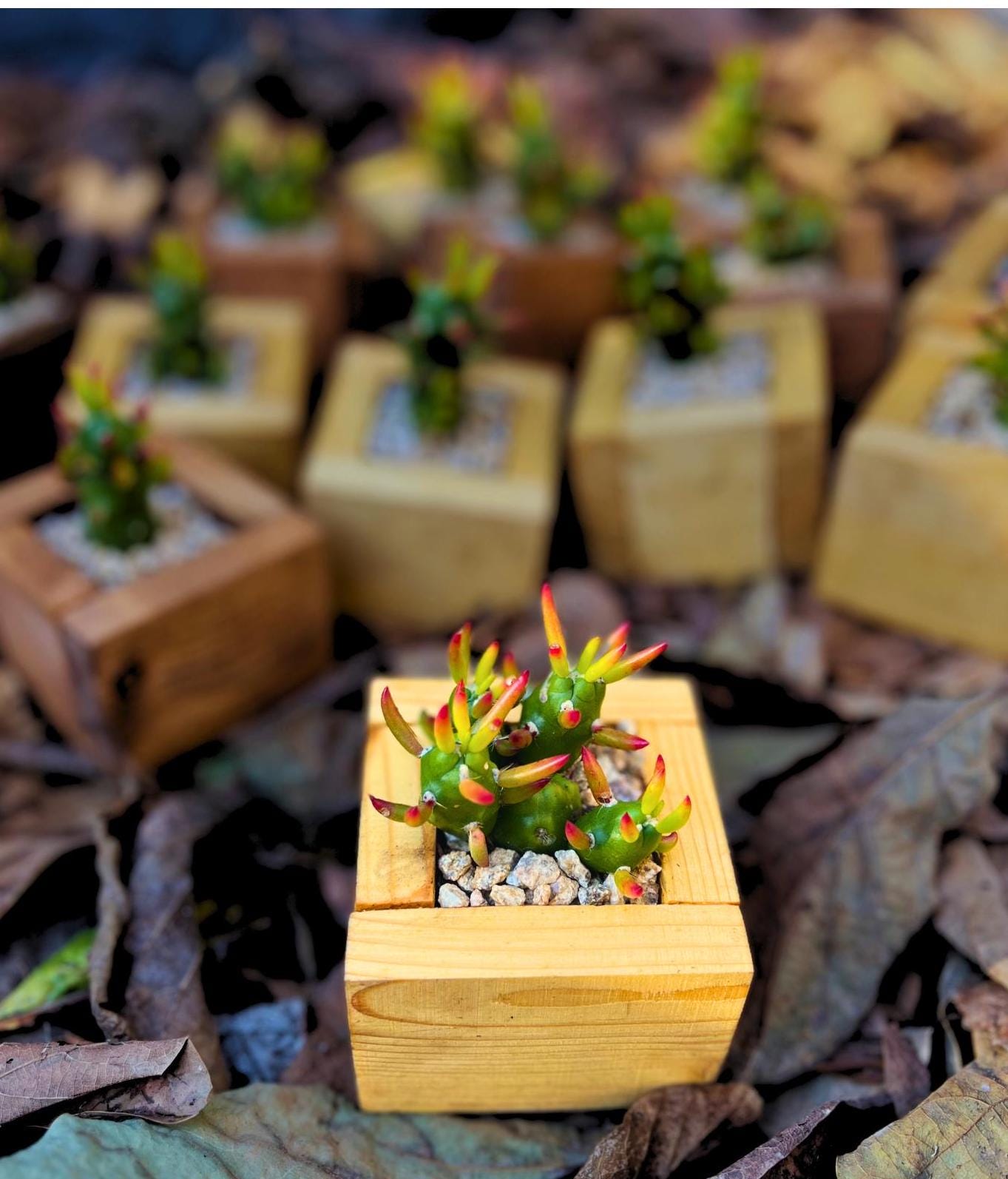 Eve's Needle Cactus in Handmade Wood Planter