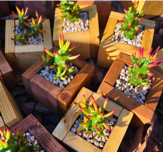 Eve's Needle Cactus in Handmade Wood Planter