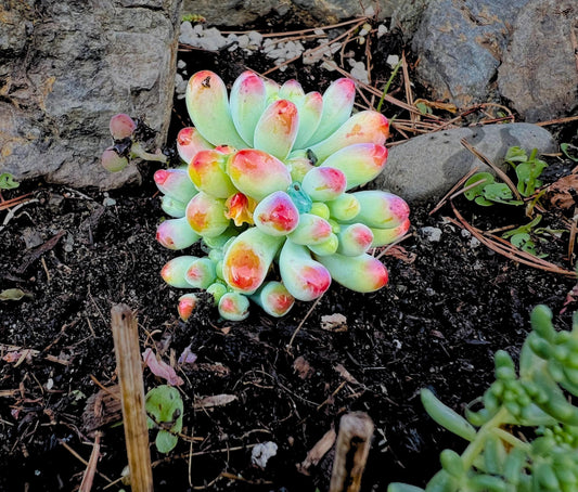 Adorable Sedum Jelly Bean Succulent