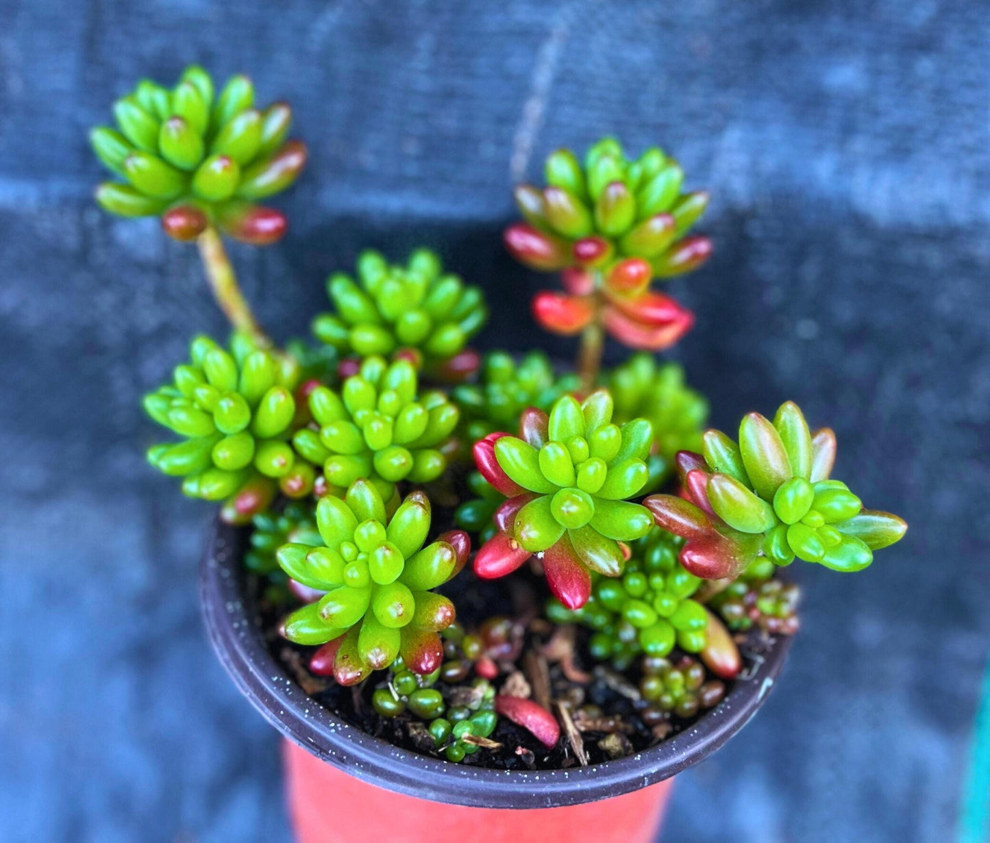 Cute Pork and Beans Succulent