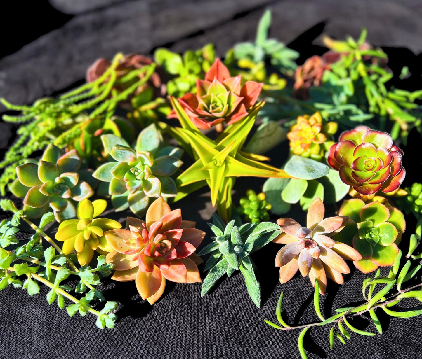 Vibrant 30 Assorted Succulent Cuttings