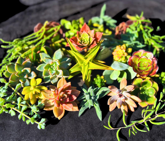 Vibrant 30 Assorted Succulent Cuttings
