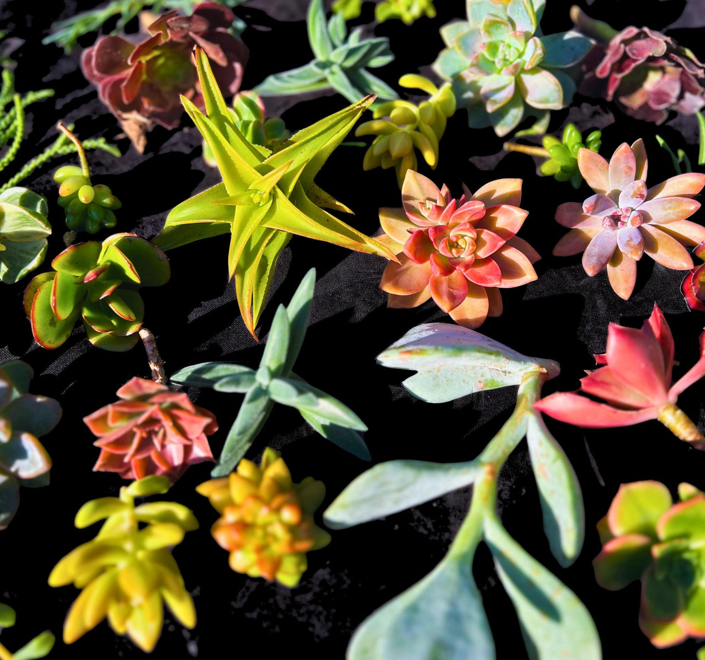 Vibrant 30 Assorted Succulent Cuttings