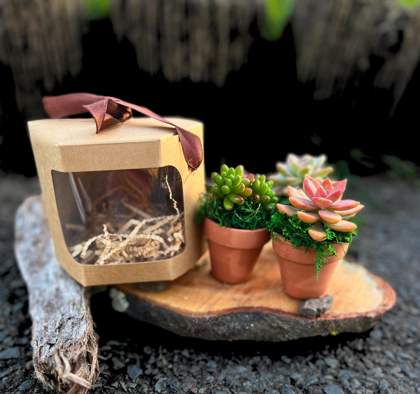 Cute Succulent Gift Box Live Succulents