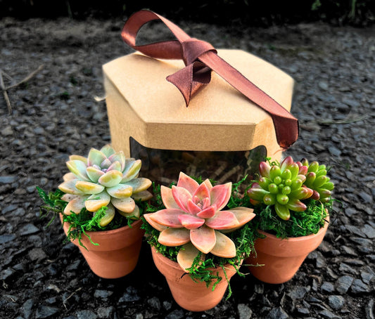 Cute Succulent Gift Box Live Succulents