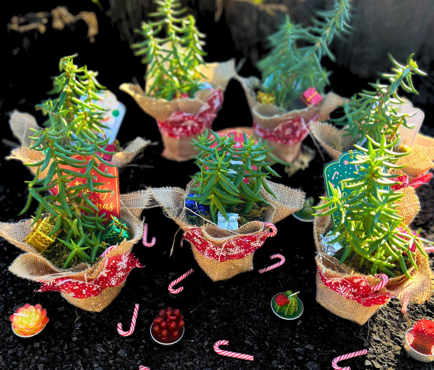Charming Succulent Christmas Tree