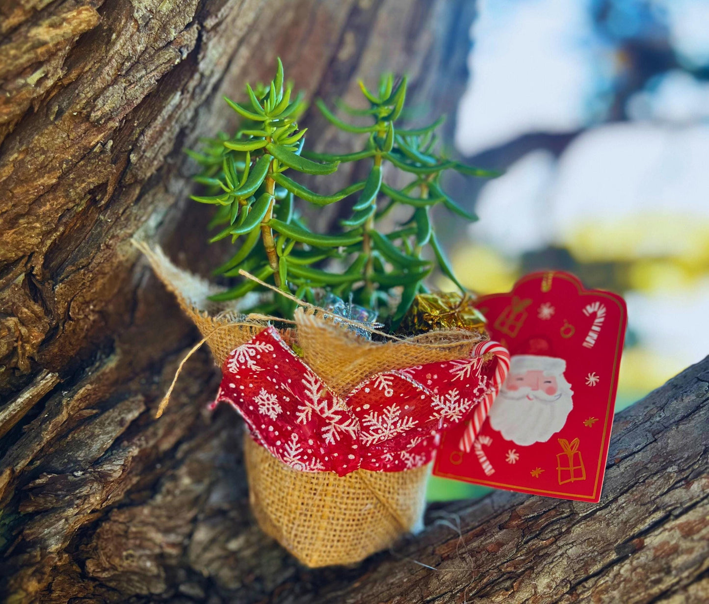 Charming Succulent Christmas Tree